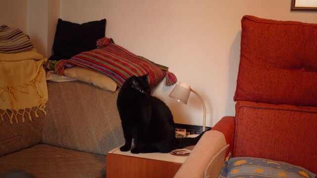 Black cat pet portrait on the sofa in the bedroom