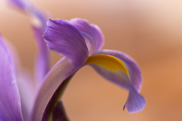 A side view close up of violet iris flower with a light bokeh © Margarita
