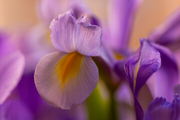 Horizontal close up of violet iris flower showing detailed texture © Margarita
