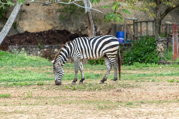 Parque Zoológico Nacional, Santo Domingo, República Dominicana © JOEL LEGER