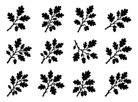 Collection of 12 unique black oak branch silhouettes featuring lobed leaves and acorns in varied natural arrangements, isolated on white background in clean vector style