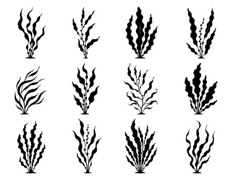 Collection of 12 unique black seaweed silhouettes featuring flowing marine algae with varied leaf shapes and underwater forms, isolated on white background in clean vector style