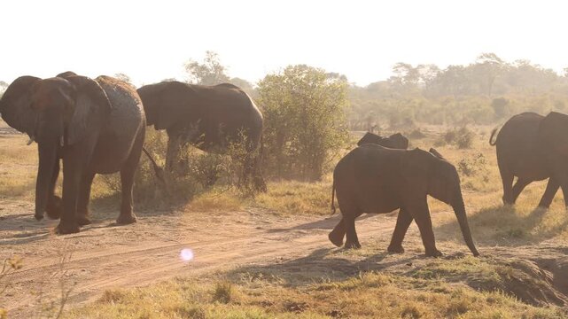 african elephants, Zambezi National Park, Zimbabwe, Africa