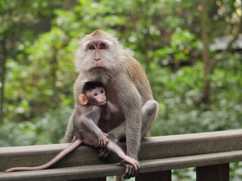 Macaque mother protecting baby in sacred monkey forest