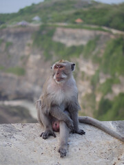 Macaque monkey sitting on wall at uluwatu temple bali © jacopo