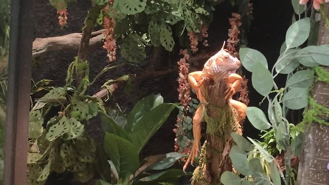 Orange Iguana Perched on Mossy Wood in Tropical Jungle Habitat. Exotic Reptile for Website Banner and Hero Header.