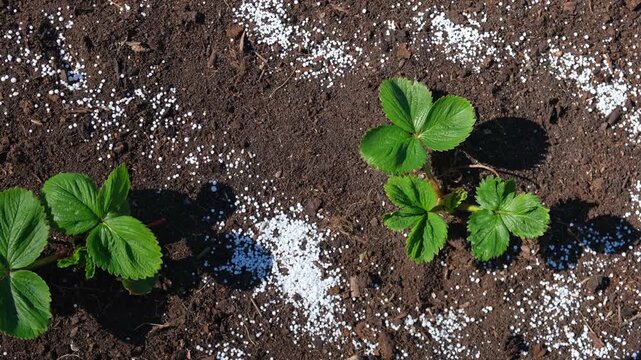 White fertilizer mineral granules scattered around young green strawberry seedlings. Rich topsoil, sunny outdoor. Soil infused fertilizers supports plant development. Garden area, fertilized plants