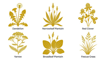 Golden wild plants collection © hartanto