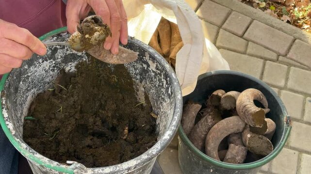 Farmer is manually packing manure into cow horns, Biodynamic Preparation 500