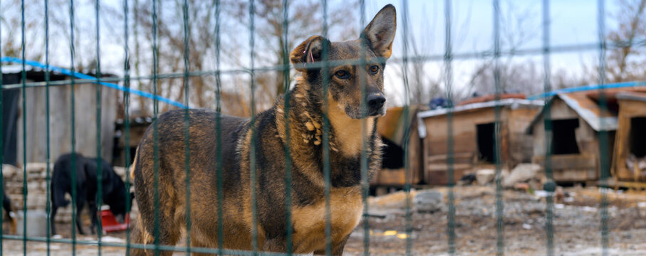 Homeless Dog in Animal Shelter Kennel Waiting for Adoption