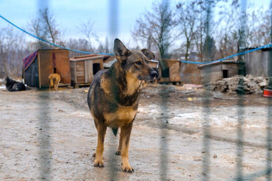 Homeless Dog in Animal Shelter Kennel Waiting for Adoption
