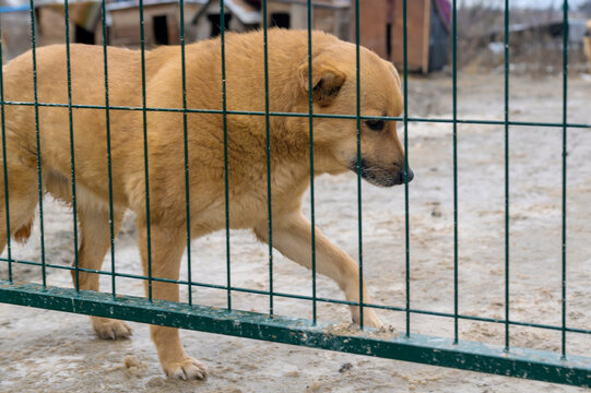 Homeless Dog in Animal Shelter Kennel Waiting for Adoption
