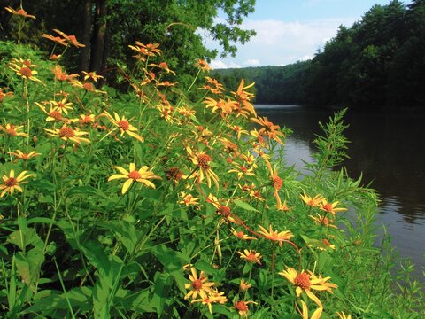 Paddling the Clarion River at Cook Forest State Park and Clear Creek State Park