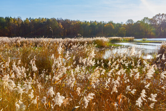 An autumn landscape. Common reeds (Phragmites Australis )  by a pond on a beautiful autumn day.  The Palowice Lake District, Silesia, Poland