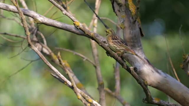 Male Yellowhammer (Emberiza citrinella) perched on a tree branch in natural habitat during summer with soft green background.