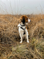 coute dog in the gras © Lea