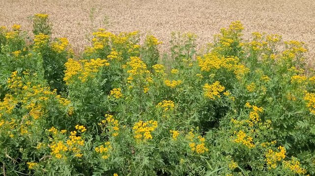 Beautifully blooming tansy sways in the wind against the backdrop of a wheat field. Tanacetum vulgare, a perennial herbaceous plant with bright yellow flowers, grows along roadsides and fields.