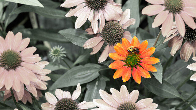 Muted flowers framing a bright orange coneflower, close-up, with a bumble bee collecting pollen. 