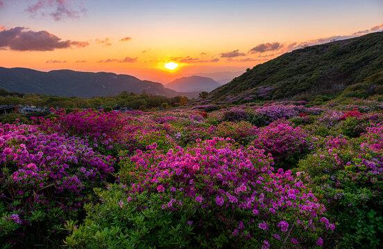 일출,철쭉,황매산,합천군,경남