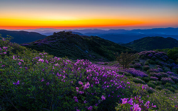 여명,철쭉,황매산,합천군,경남