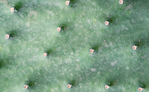 Close up of cereus peruvianus edible columnar cactus with epicuticular wax and sharp spines