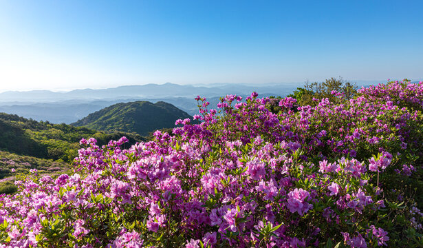 철쭉,안개,능선,황매산,합천군,경남