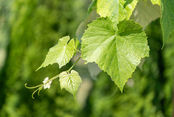 Obraz premium Grapevine leaves shine with fresh green color in the vineyard. Nature grapevine while grape cultivation farm. Grapevine green leaves of grapes in vineyard nature