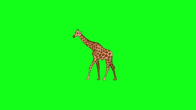  Tall Giraffe Walking Side View Cartoon Animation on Green Screen