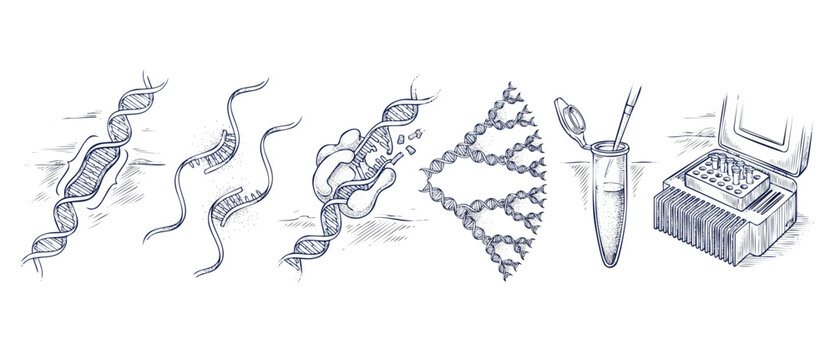DNA PCR testing process diagram showing genetic cloning, amplification step, microtube pipette, and thermal cycler machine in hand-drawn engraving sketch style for medical lab research illustration.