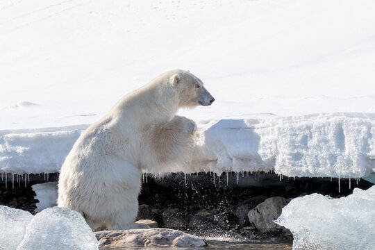 Adult male polar bear , Ursus maritimus, climbing out of the water onto the ice edge in Svalbard, high Arctic.
