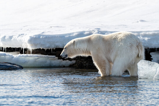 Side view of an adult male polar bear, Ursus maritimus, standing in shallow arctic water at the ice edge in Svalbard Norway.