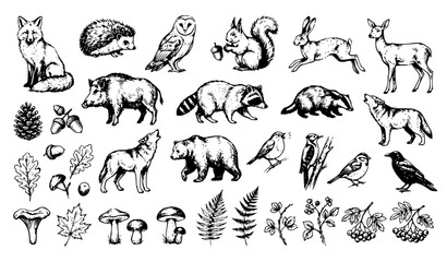 Fototapeta premium Forest Animals and Birds Vintage Sketch Set – Charcoal Ink Brush Stroke Vector Collection