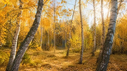 Obraz premium Sunlit birch forest with golden autumn foliage creating peaceful natural woodland landscape scene