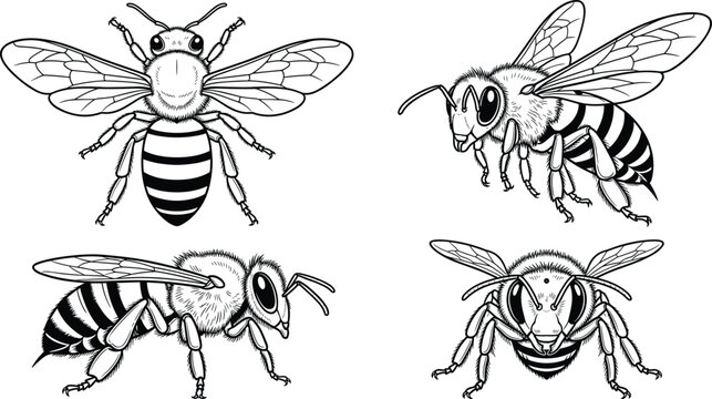 Collection of honey bee outline illustrations with front, side, and perspective views for scientific and educational design