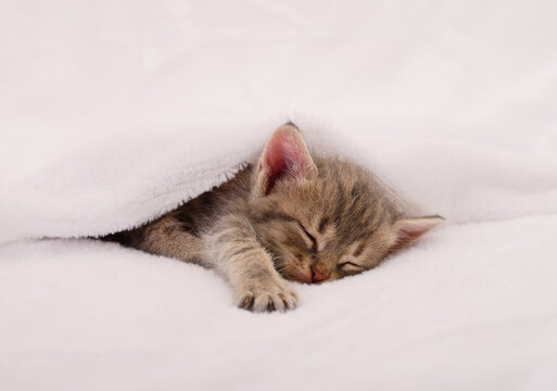 Small kitten sleeping under a white blanket
