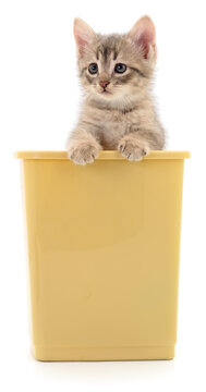 Small grey kitten sitting in a yellow bucket isolated on white background