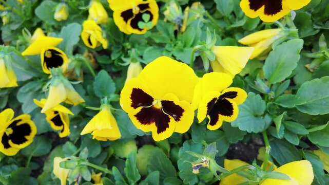 Bright yellow pansy flowers with dark maroon centers bloom densely in a garden bed.