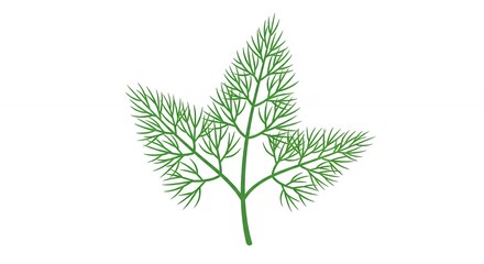 Fototapeta premium Fresh Green Dill Sprig Herb Illustration Isolated on White Background for Cooking and Healthy Food Design