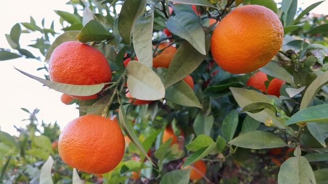 Ripe orange citrus fruits hang among green leaves in a sunny mediterranean orchard.
