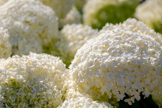 Selective focus bushes of Hydrangea Arborescens flower in the garden, White hortensia or Smooth hydrangea is a species of flowering plant in the family Hydrangeaceae, Natural floral pattern background