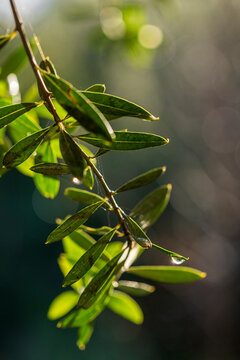 Fresh green leaves emerging from a tree branch in spring, backlit by natural sunlight with a softly blurred woodland background
