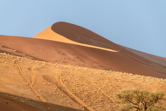 Dune with tree at the bottom in the Namib desert, Namibia, African