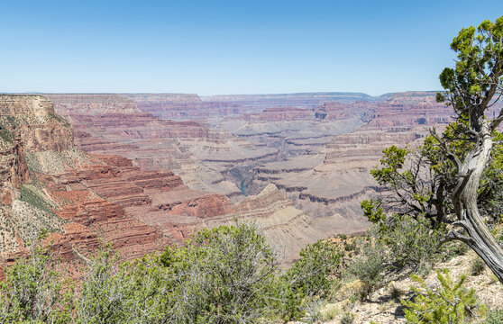 The Grand Canyon South Rim, Grand Canyon National Park with a tree growing on the edge, Arizona, USA