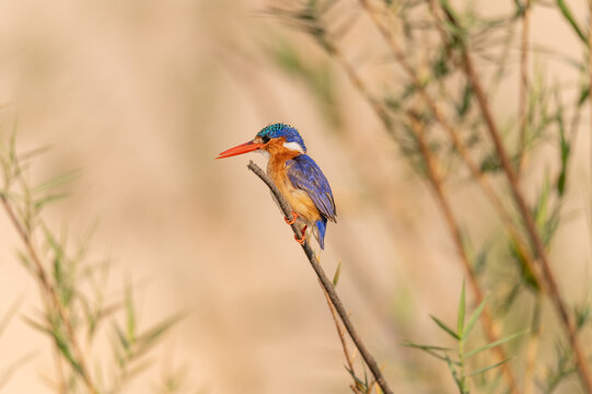 Malachite kingfisher with its beak open on a branch over the Zambezi River, Namibia, Africa