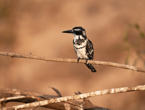 Pied Kingfisher in a trees on the Zambezi river, Namibia, Africa
