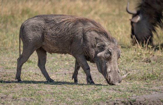 Southern warthog in the Moremi Game Reserve, Botswana, Africa