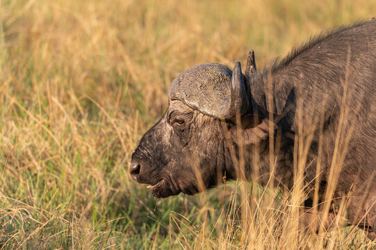 African buffalo - Water Buffalo by the Khwai River, Botswana, Africa