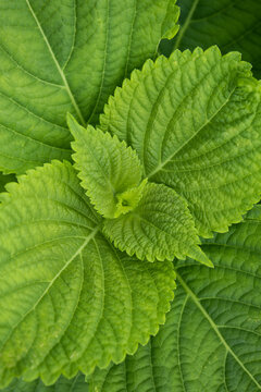 
This is a close-up of a perilla leaf.