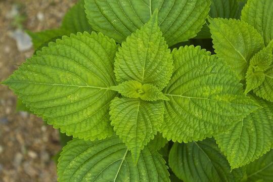 
This is a close-up of a perilla leaf.