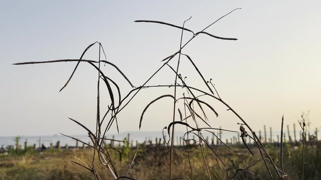 Close up of dried seed pods in field with long thin stems against a clear pale sky during early sunrise